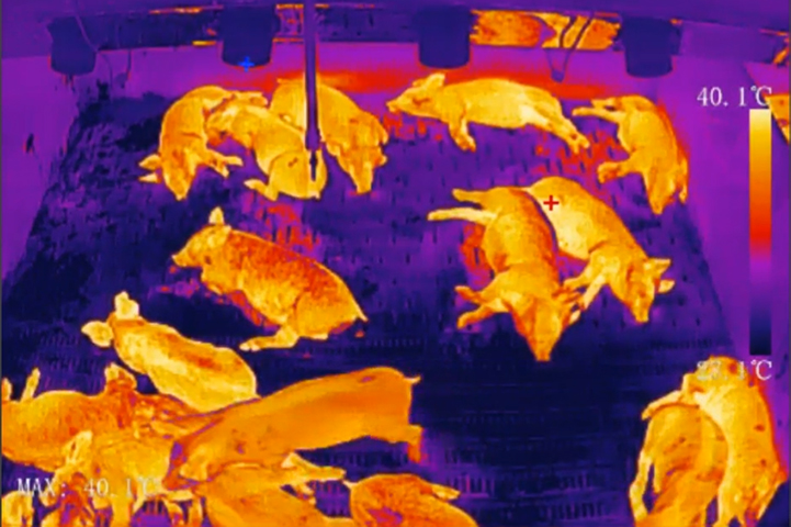 Livestock Temperature Monitoring