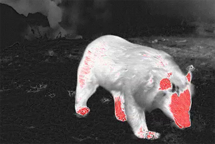 Outdoor Night Vision